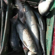 黄河鲤食用2~3公斤