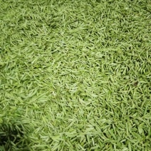 川茶特级