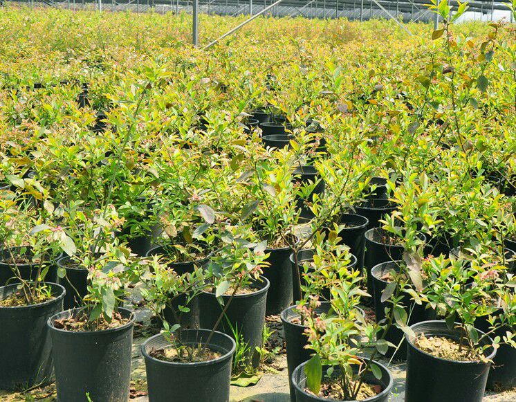 家庭阳台盆栽蓝莓树