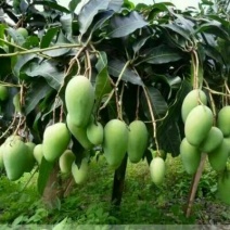 金煌芒树苗桂七台农贵妃象牙凯特，品种规格齐全