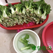白菜苔