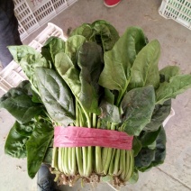 大叶菠菜25~30厘米