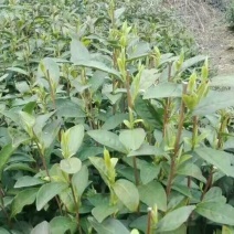 本山茶二级