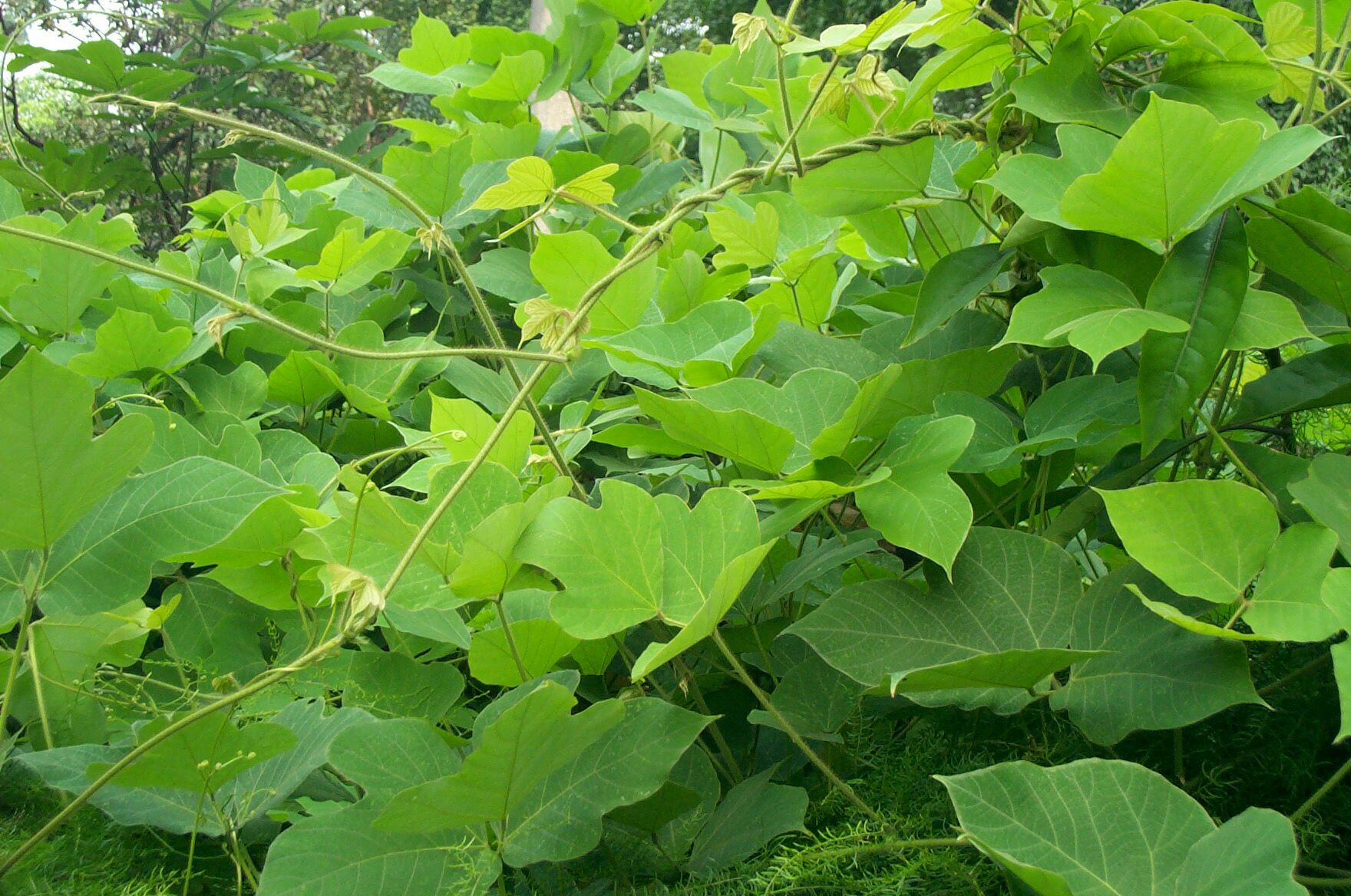 葛藤植物特写