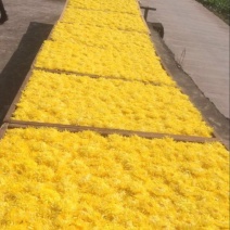 菊花茶