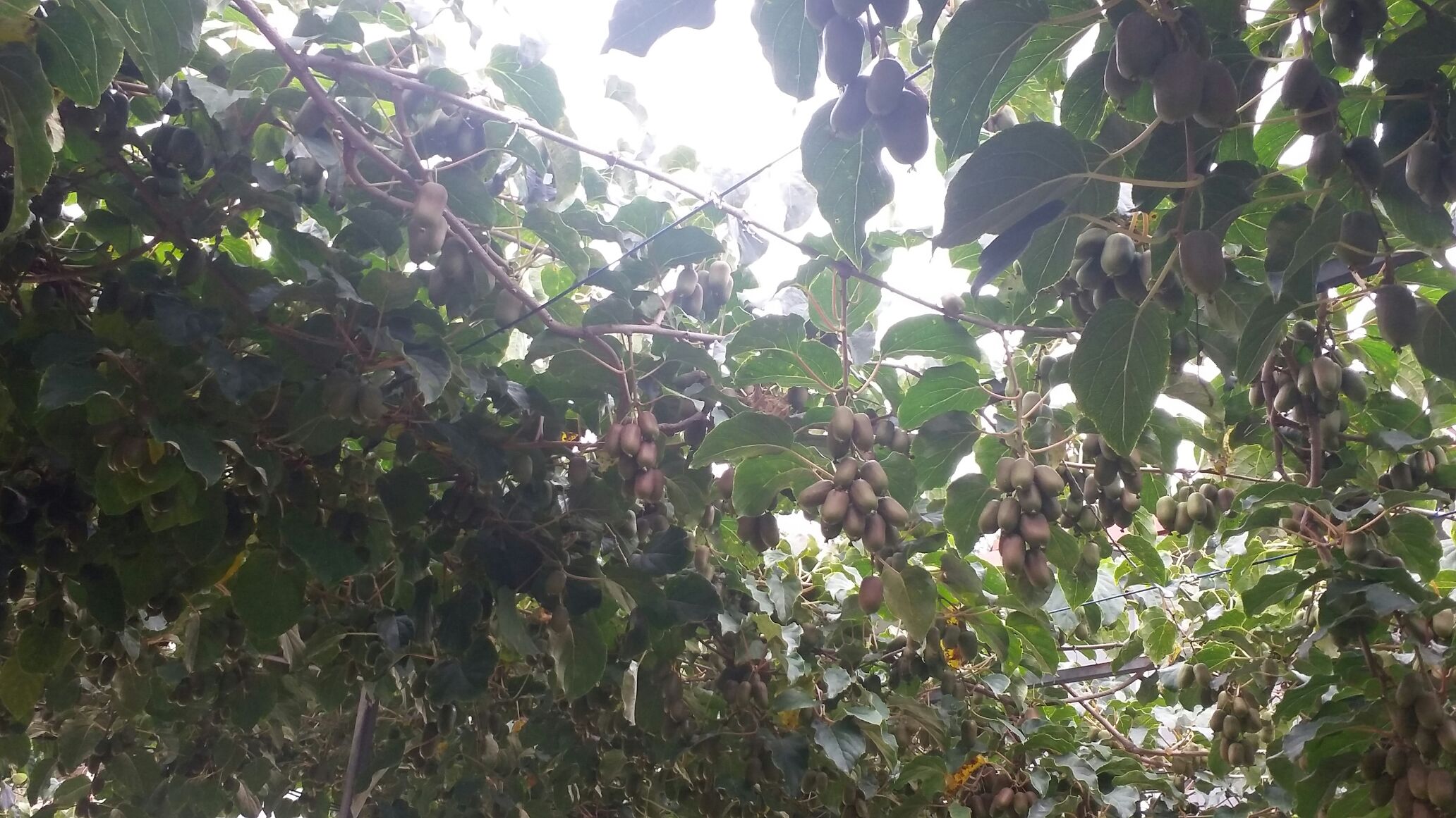 展示软枣猕猴桃种植园的实景图,藤蔓缠绕支架生长,绿意盎然 软枣猕猴桃种植园