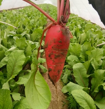 [水萝卜批发]山东特产,品质优良,量大从优水萝卜 0.2~1斤起价格0.