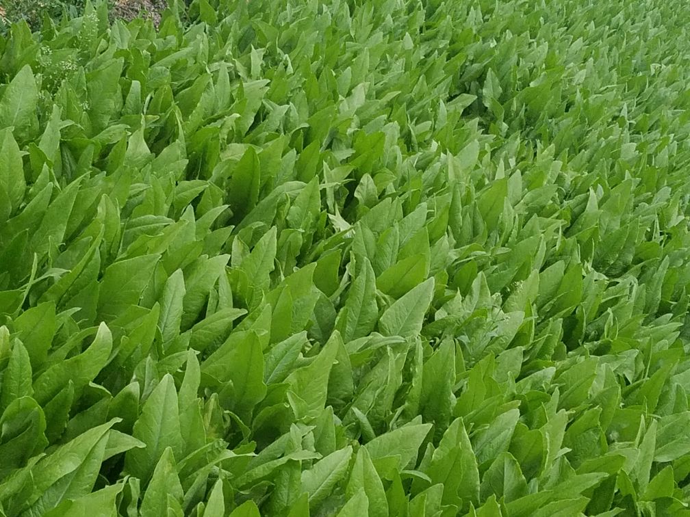 空心菜与油麦菜对比图,展示两种蔬菜的外观、颜色与形态差异 空心菜与油麦菜对比图