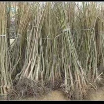 核桃苗二年苗100~150cm