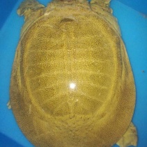 生态甲鱼