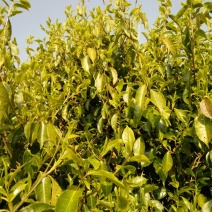 百年大树茶一级
