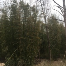 绿竹