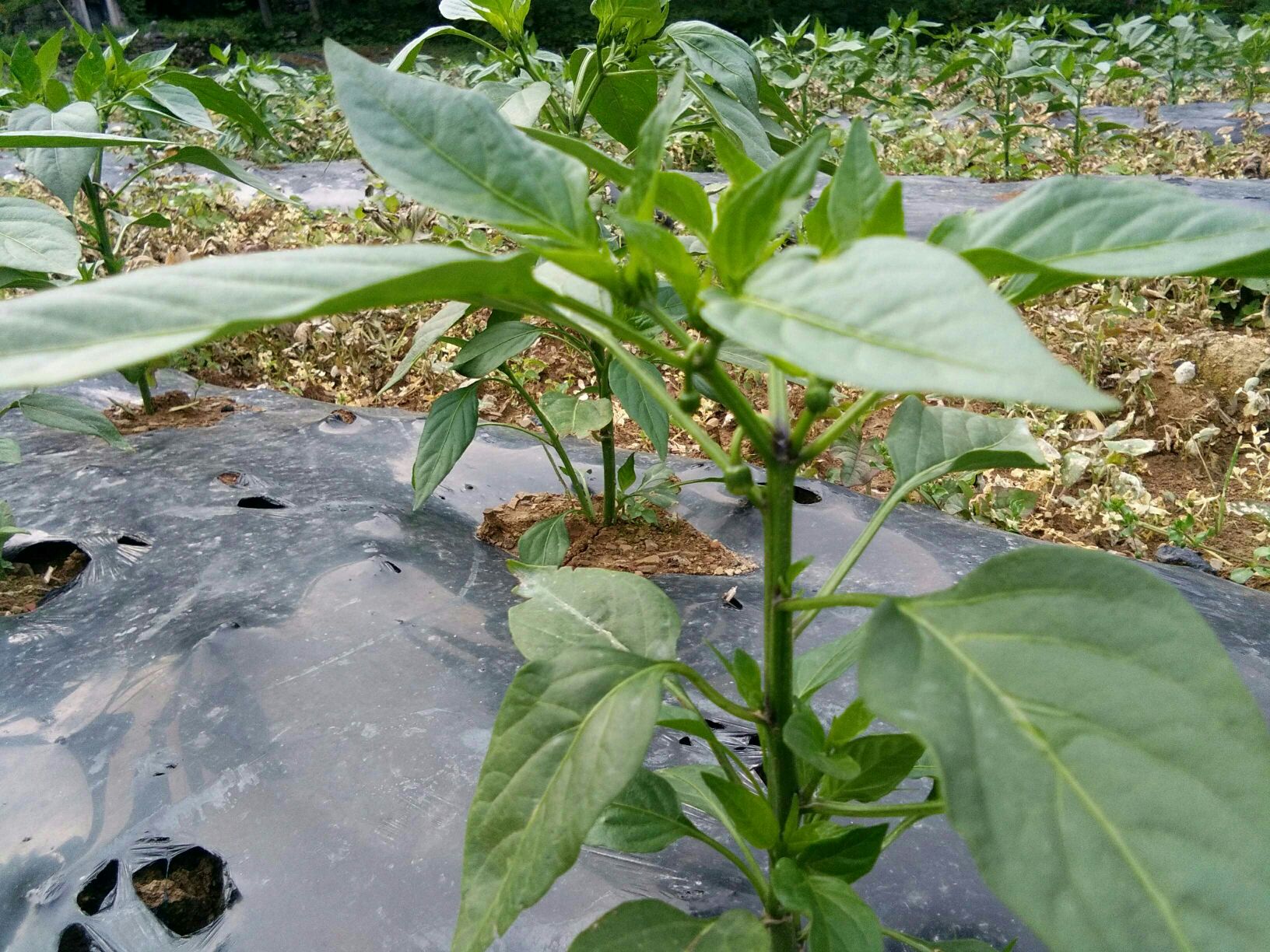 薄皮椒特写对比图：左侧为典型薄皮椒（果皮光滑透光、褶皱少、指尖轻压可见微弹性凹陷），右侧为普通厚皮线椒（表皮明显粗糙、蜡质层厚、按压回弹迟滞）