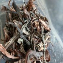 普洱茶