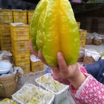 小果甜杨桃