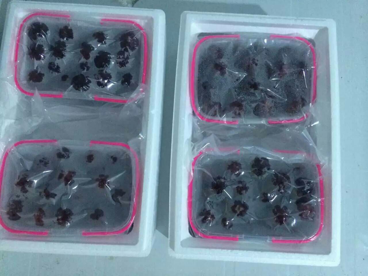 展示东魁杨梅在保鲜盒中冷藏保存的状态,背景为冰箱冷藏室环境 东魁杨梅冷藏包装示意图