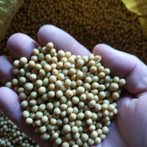 芽豆油料