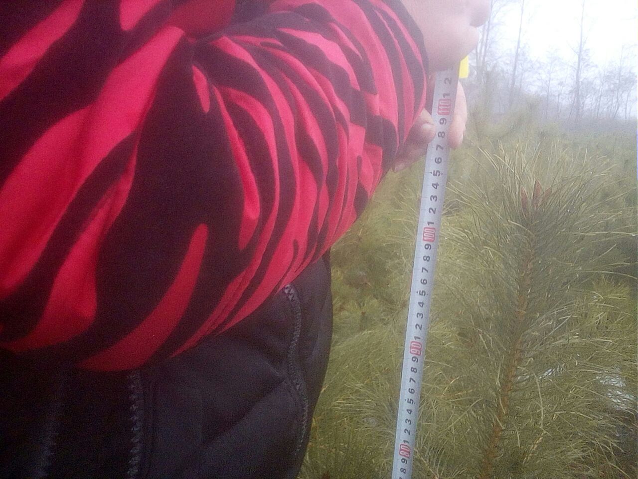 油松胸径与树高测量现场操作图