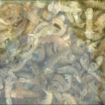 皮皮虾活虾