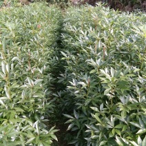 小叶桢楠3~4m