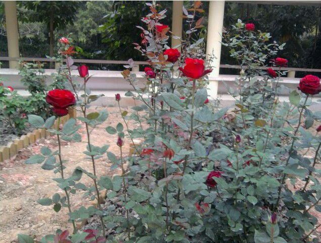 月季莫奈在阳光下的庭院种植效果