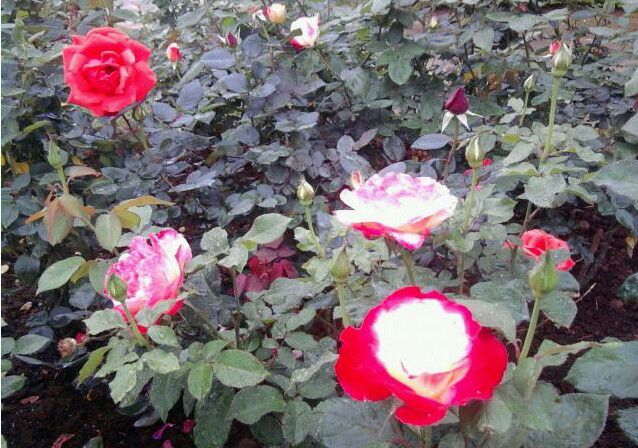 大花月季红苹果与其他品种对比图