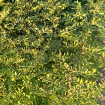 花椒苗50~80cm规格齐全基地批发直供