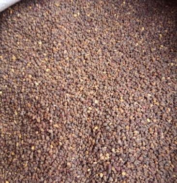 新采收的精品火炬树种子 苗