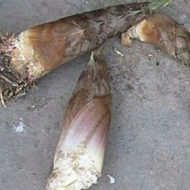 毛竹春笋20~25cm
