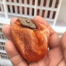 柿饼