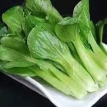 越冬菠菜
