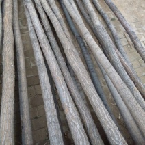 白榆8~10cm8~10cm2.5~3m