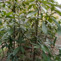 小叶桢楠1~1.5m