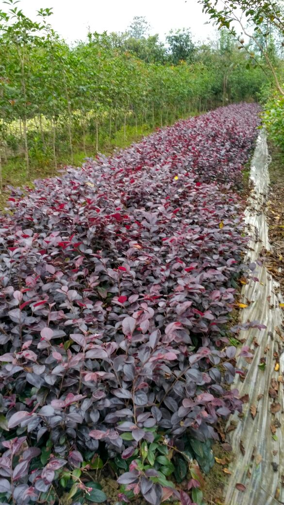 [红花继木批发]红花继木苗红继木小苗园林绿化工程苗 自产自销批发价