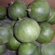 绿甜宝甜瓜种子