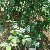 蓝丰蓝莓鲜果8~10mm以上