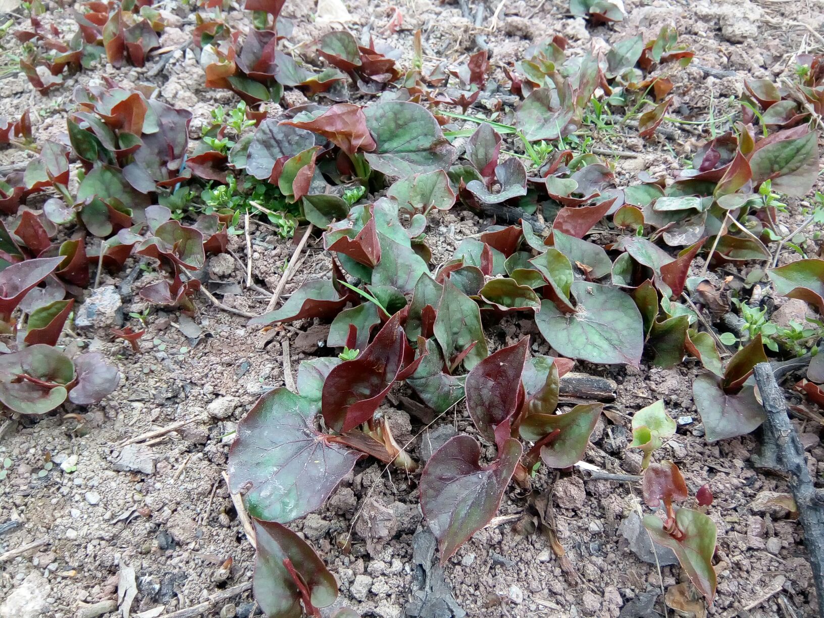 一株完整的鱼腥草生长在湿润土壤中,展示其心形绿叶、细长匍匐茎、地下根茎以及顶端的穗状花序。背景为林下阴湿环境,突出其自然生长状态 鱼腥草植株全景图