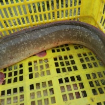 胡子鲶食用