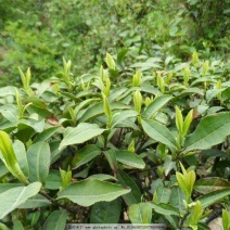 川茶特级