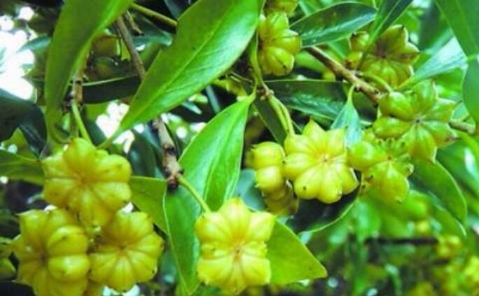 八角金盘种植在园林中,果实成熟时呈现出黑色果串,与绿叶形成鲜明对比,极具观赏性 八角金盘在园林中的种植场景