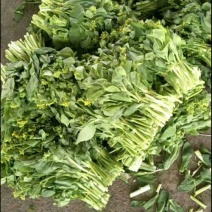 白菜苔20~30厘米