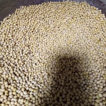 豆豉