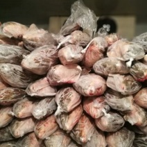 江鲤鱼食用2~3公斤
