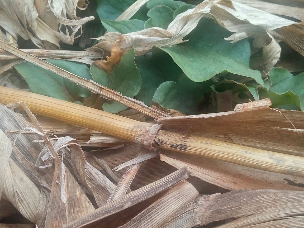 图示鱼腥草根与茅草根的形态对比,包括颜色、质地与表面纹理等特征 鱼腥草根与茅草根对比图