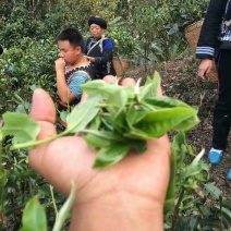普洱茶