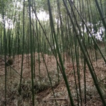 金竹6~7m