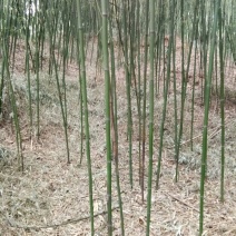 金竹4~5m