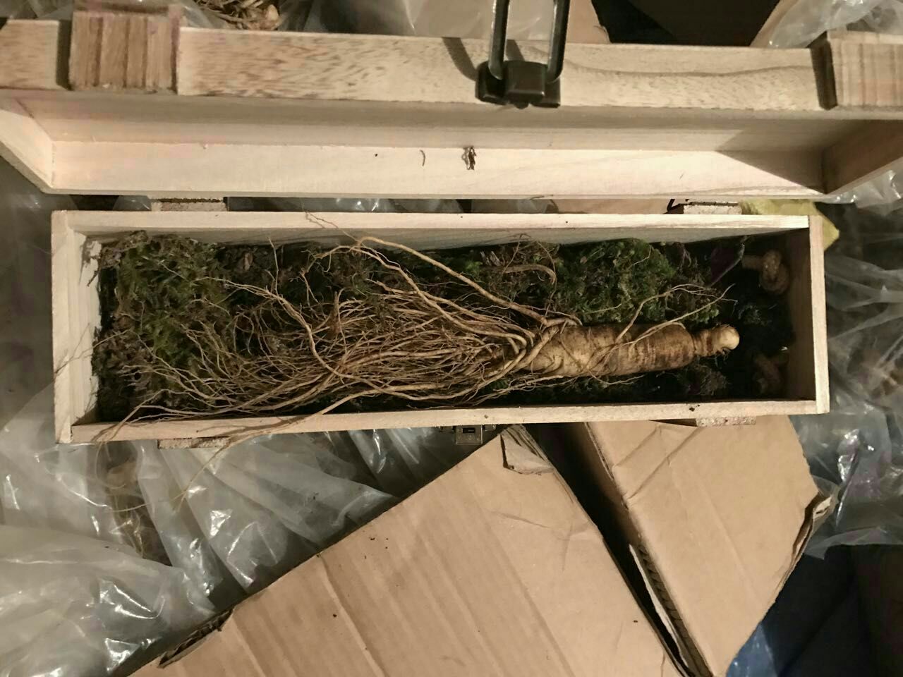 苔藓保存鲜人参的步骤示意图