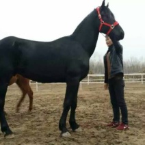 矮马200~300kg