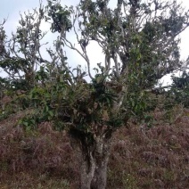 百年大树茶